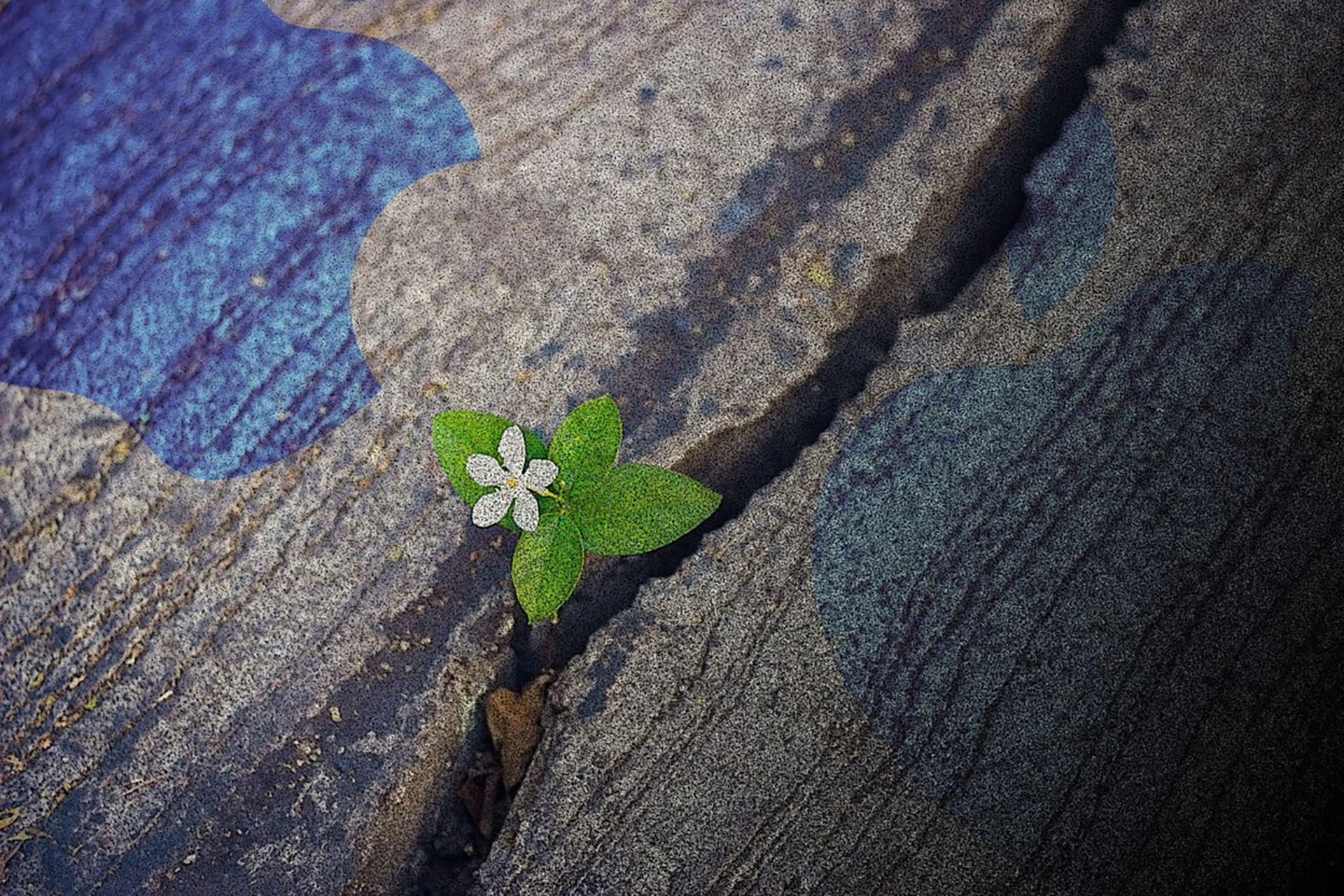A photo of a flower growing through a crack in pavement with the Apple logo subtly superimposed overtop.
