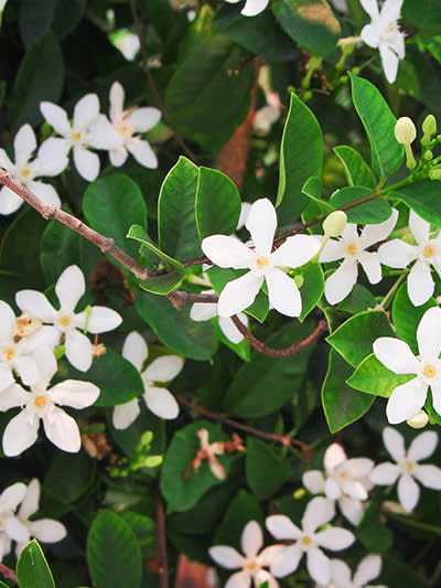 Jasmine Mobile