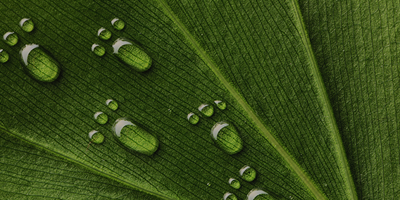 Hållbarhetsrapport 568x284