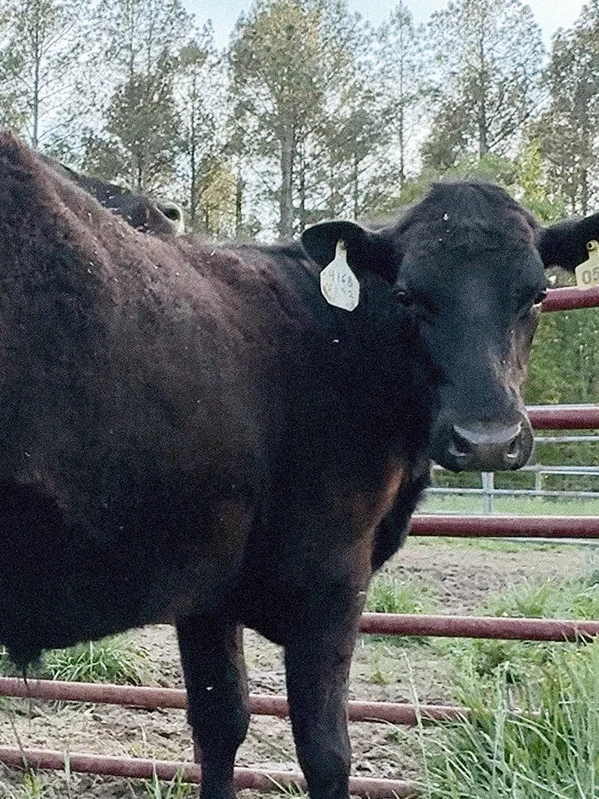 Portrait of cow named Benjamin