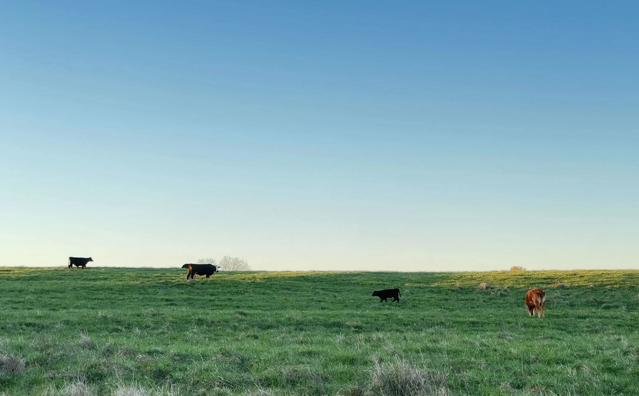 Ranch Background