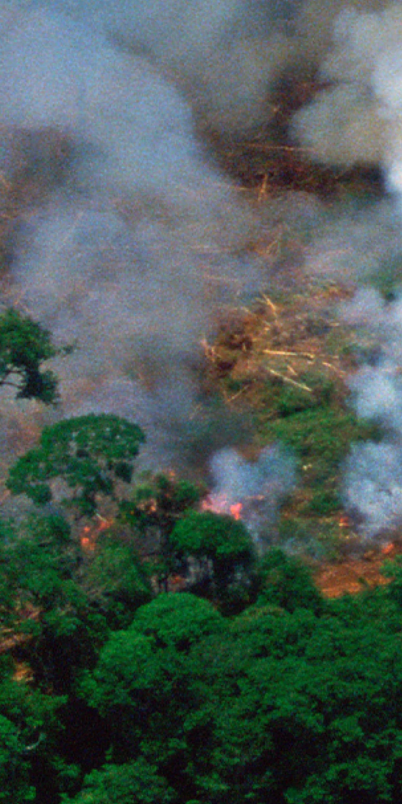 All Science No Bull web banner trees forrest burning Sustainable Issue Environmental impact of meat