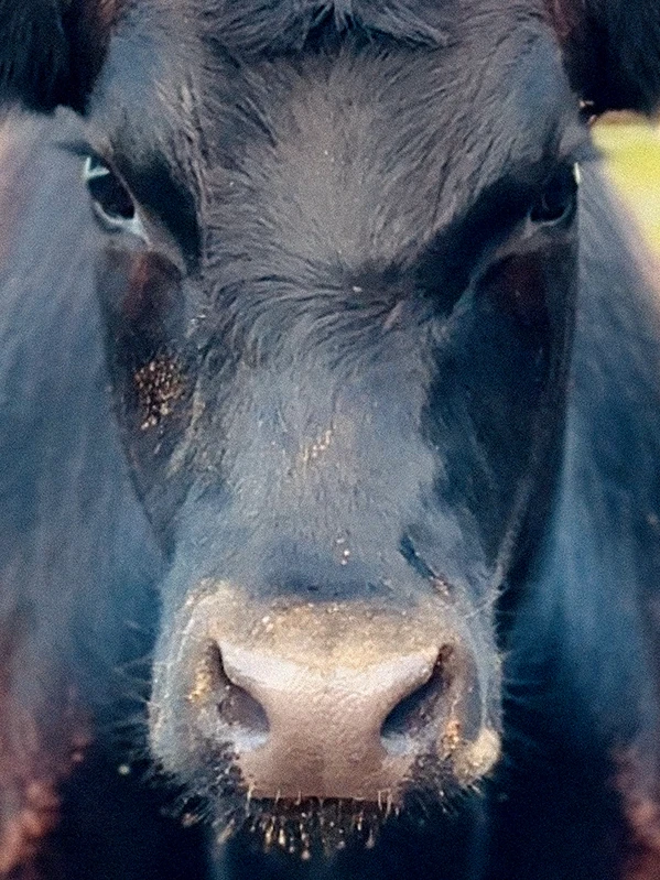 Portrait of cow named Moodonna