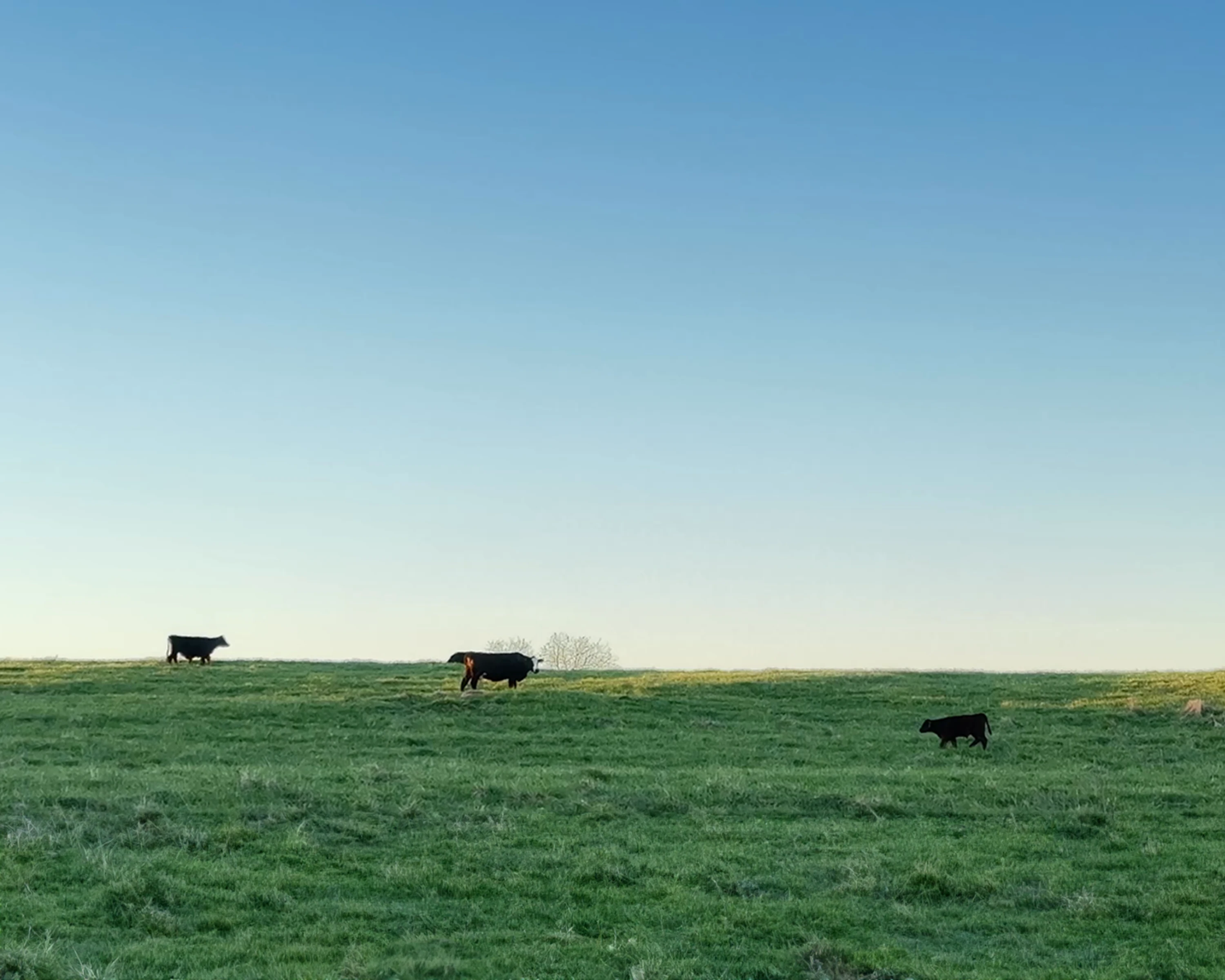 Ranch Background