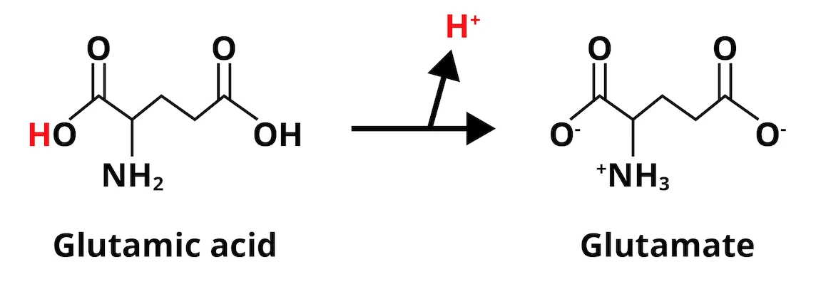 Figure 1: Under physiologic conditions, glutamic acid loses a hydrogen ion (H+) to yield glutamate.