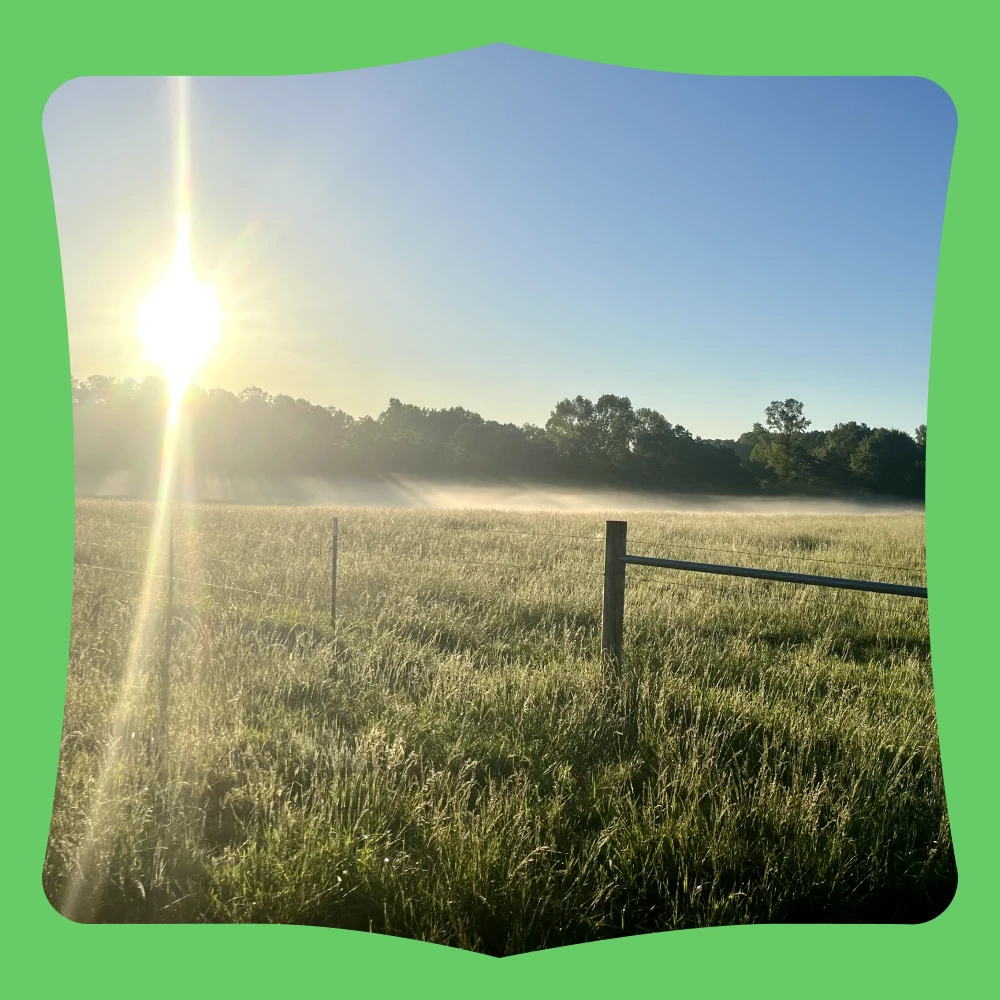 Landscape shot of the Impossible Ranch, showing the morning sun and fog-covered grass