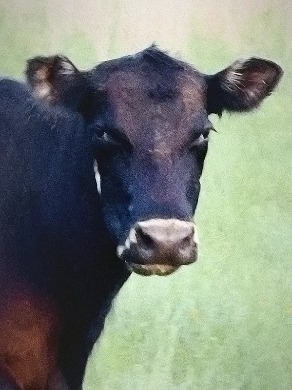 Portrait of cow named Tiramoosu