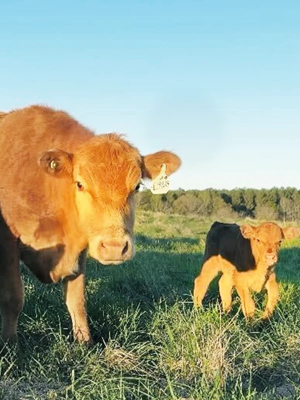 Portrait of cow, Marge, and her calf, Maggie