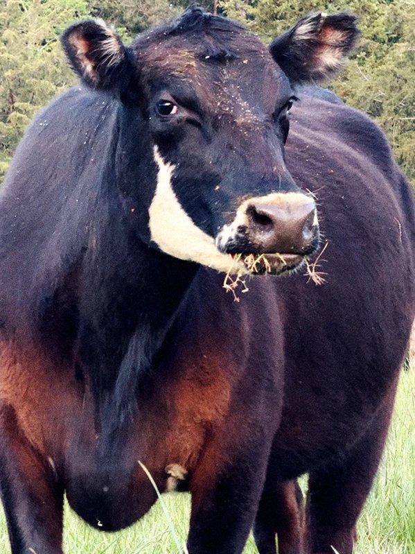 Portrait of cow named Regina Moorge