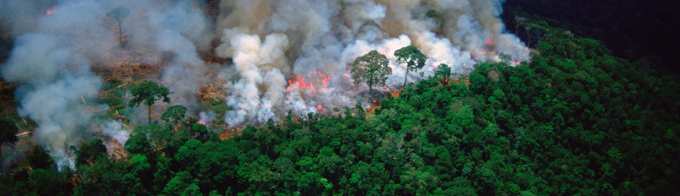 All Science No Bull web banner trees forrest burning Sustainable Issue Environmental impact of meat