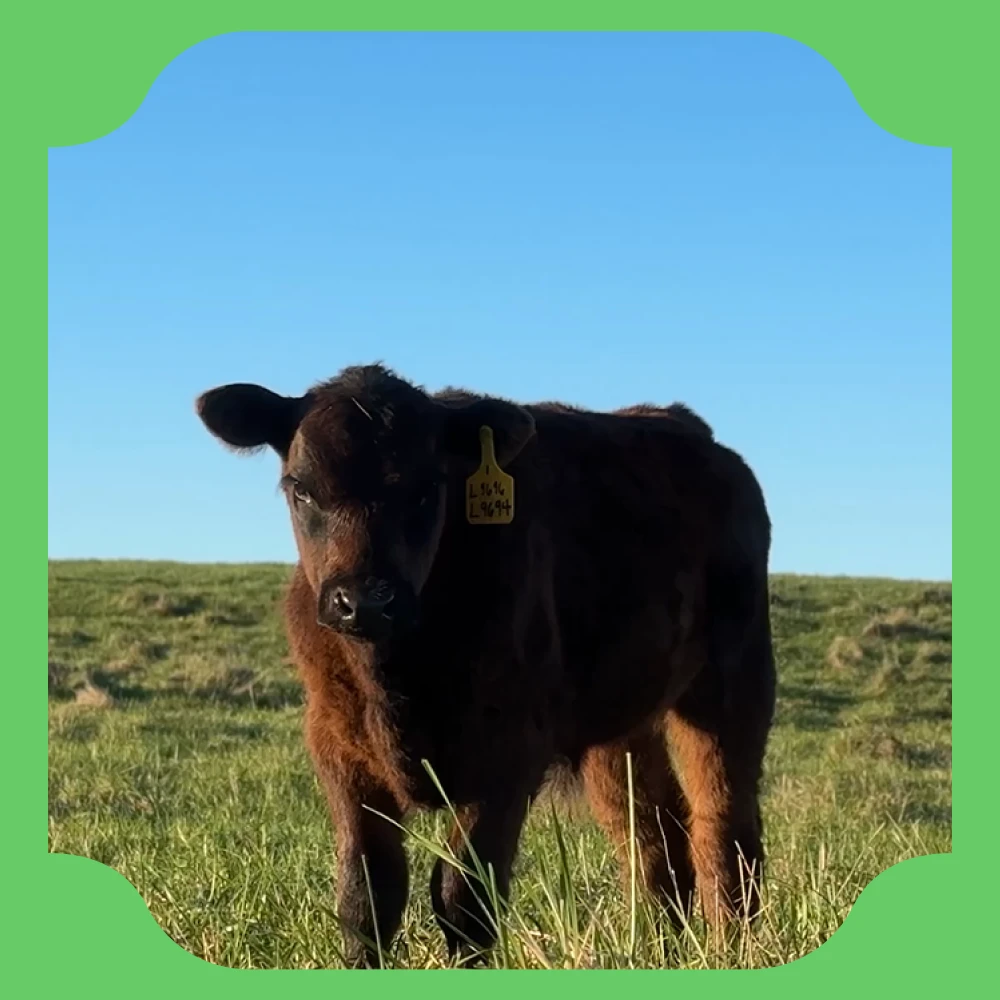 A black cow on the Impossible Ranch