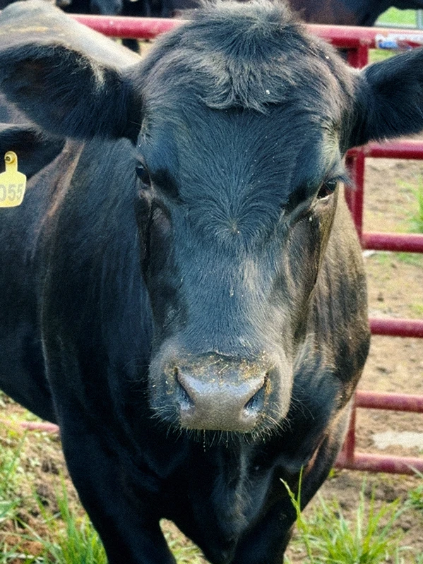 Portrait of Cow named Timothée Chalamoo