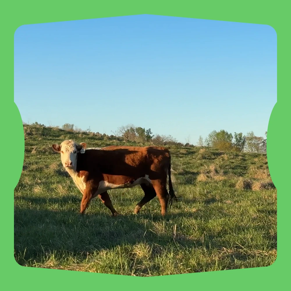 Brown cow at the Impossible Ranch