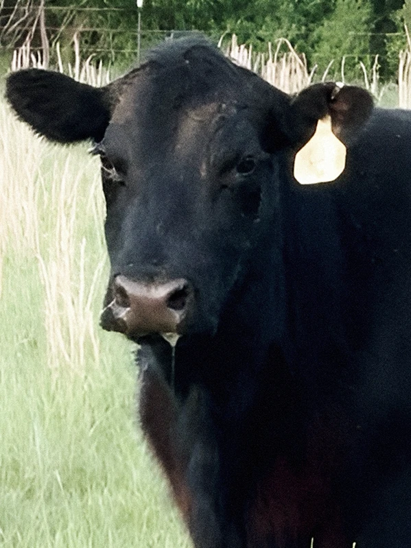 Portrait of cow named Peaches