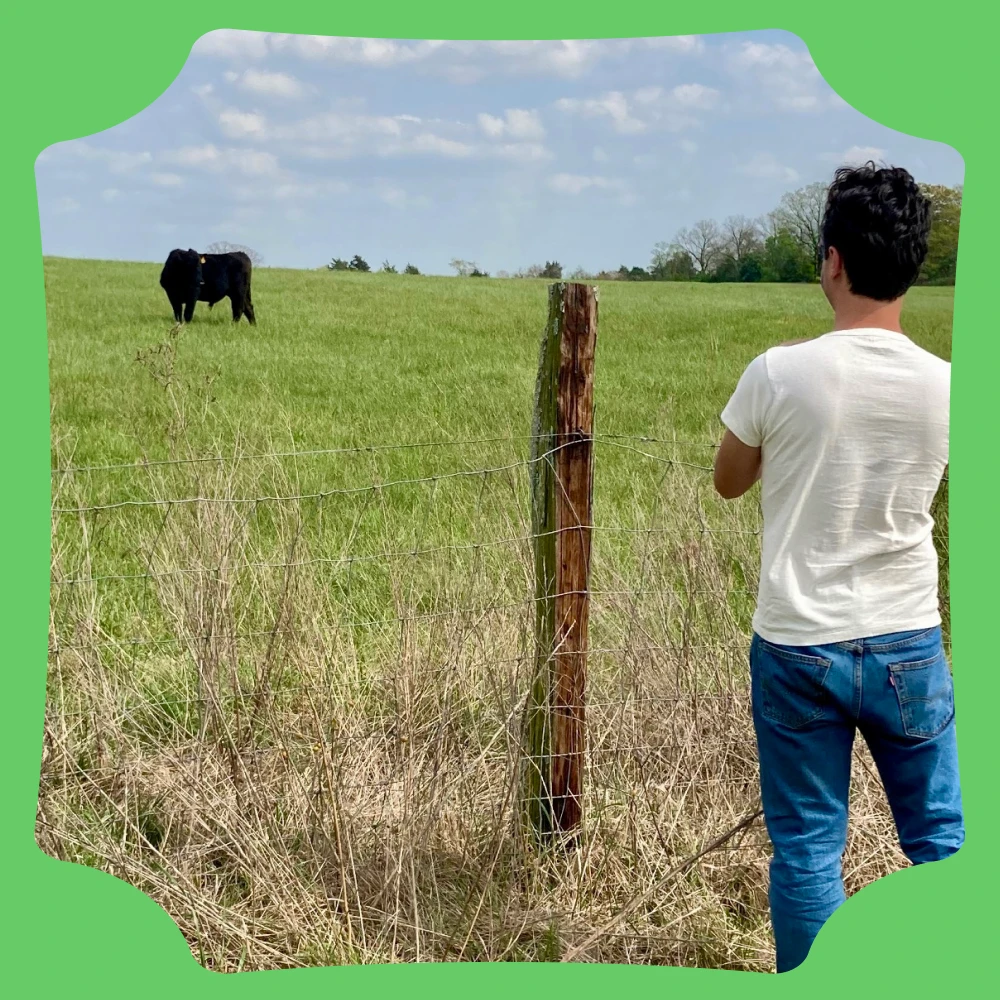 Person observing a cow on the Impossible Ranch