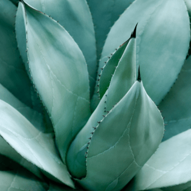 Agave syrup (Agave tequilana)