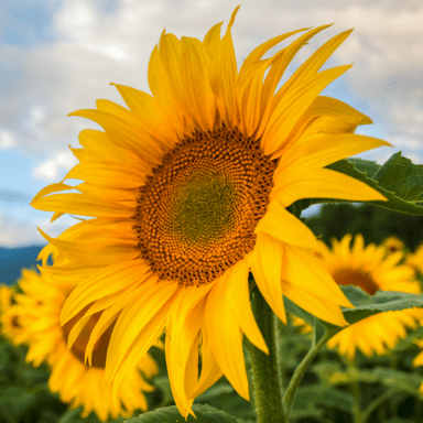 Sunflower (Helianthus annuus)