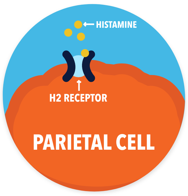 Image - Parietal Cell