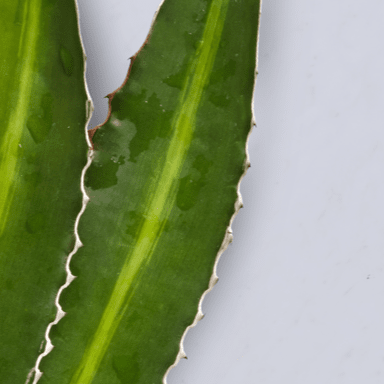 Aloe vera (Barbadensis miller)