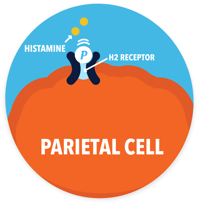 Image - Parietal Cell 2