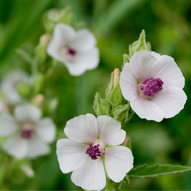 Marshmallow root (Althaea officinalis)