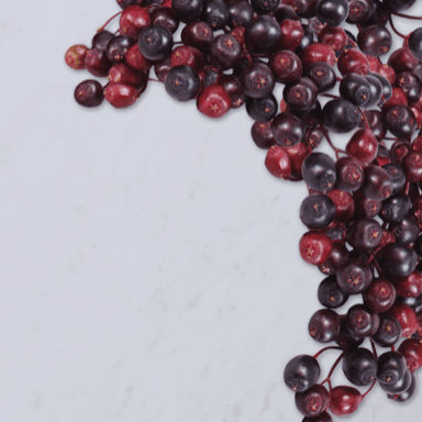Elderberry (Sambucus nigra)