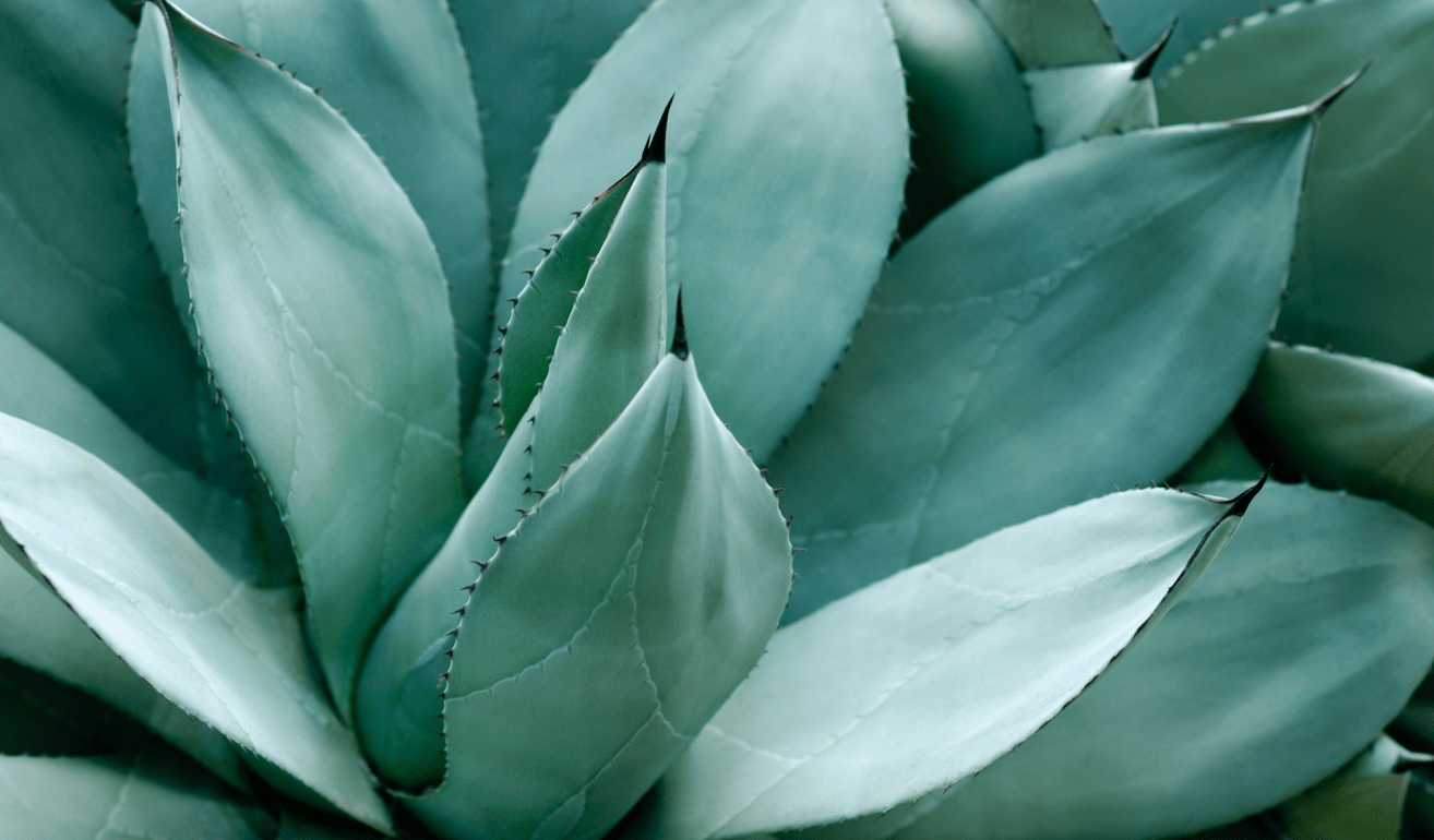 Agave Syrup For Cough