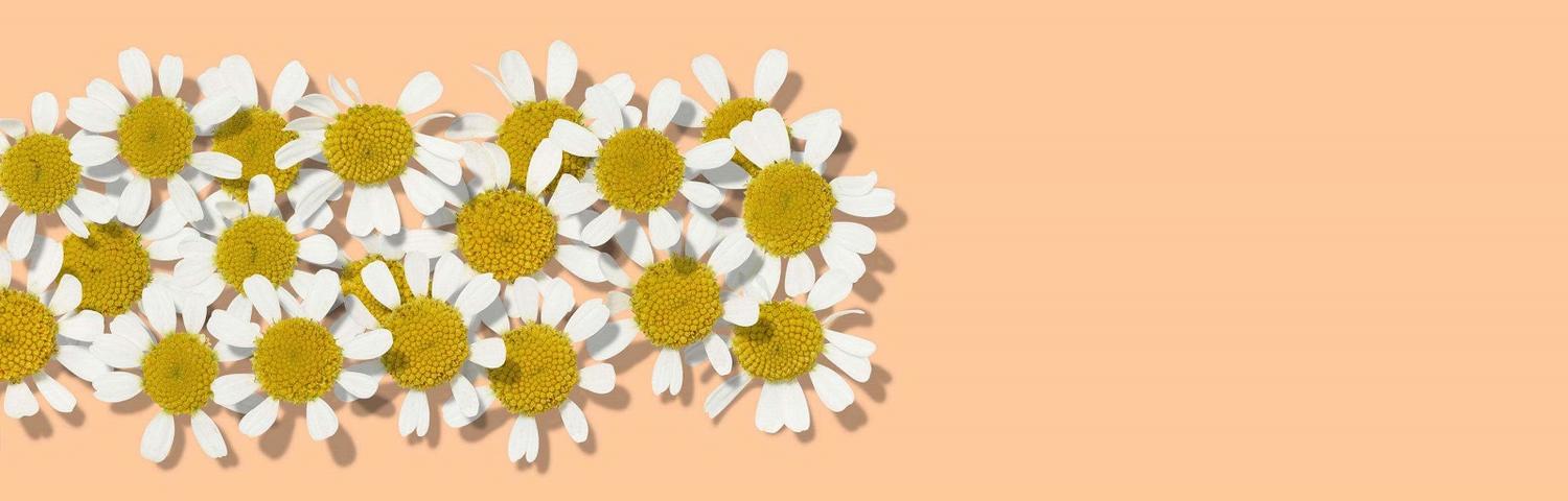 Feverfew Benefits