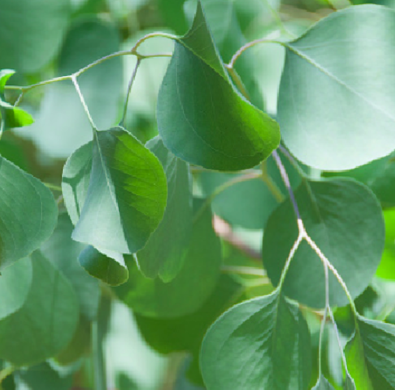 Eucalyptus (Eucalyptus citriodora)