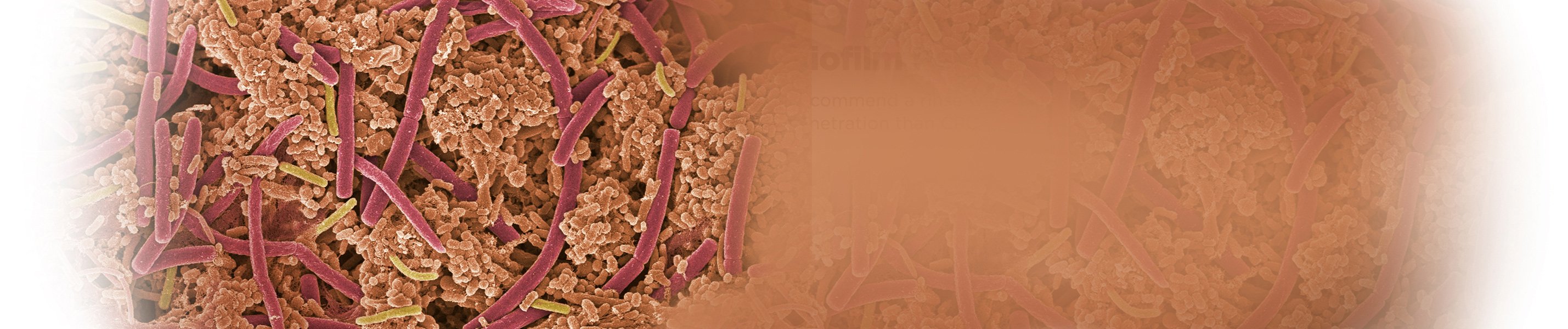 Biofilm Penetration vs CPC Mouthwash  