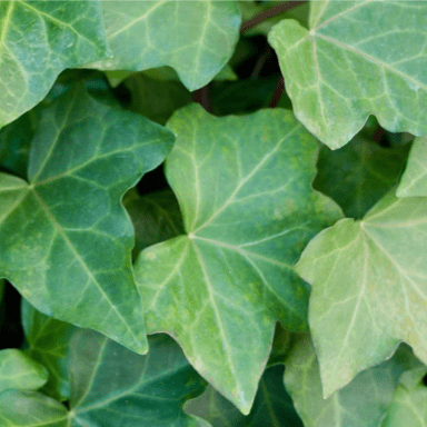 English ivy leaf (Hedera helix)