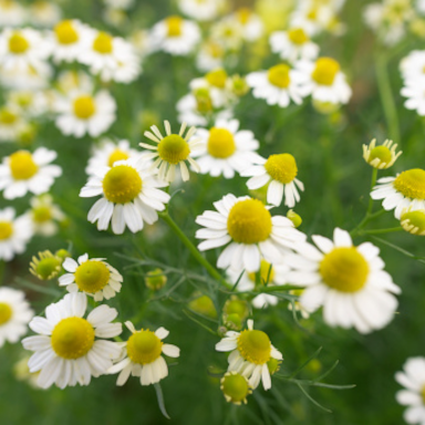 Chamomile (Matricaria chamomilla) 