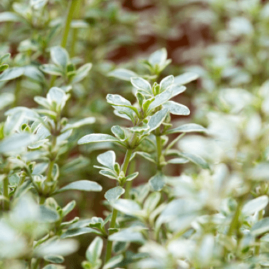 Thyme (Thymus vulgaris)