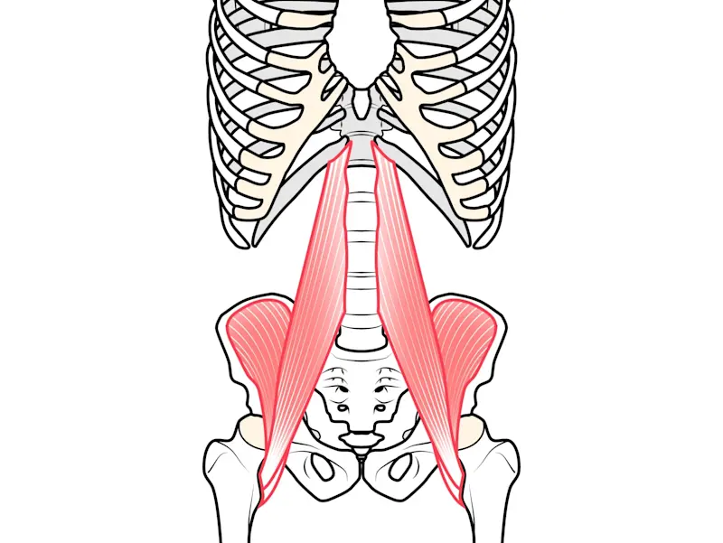 腸腰筋・大腰筋