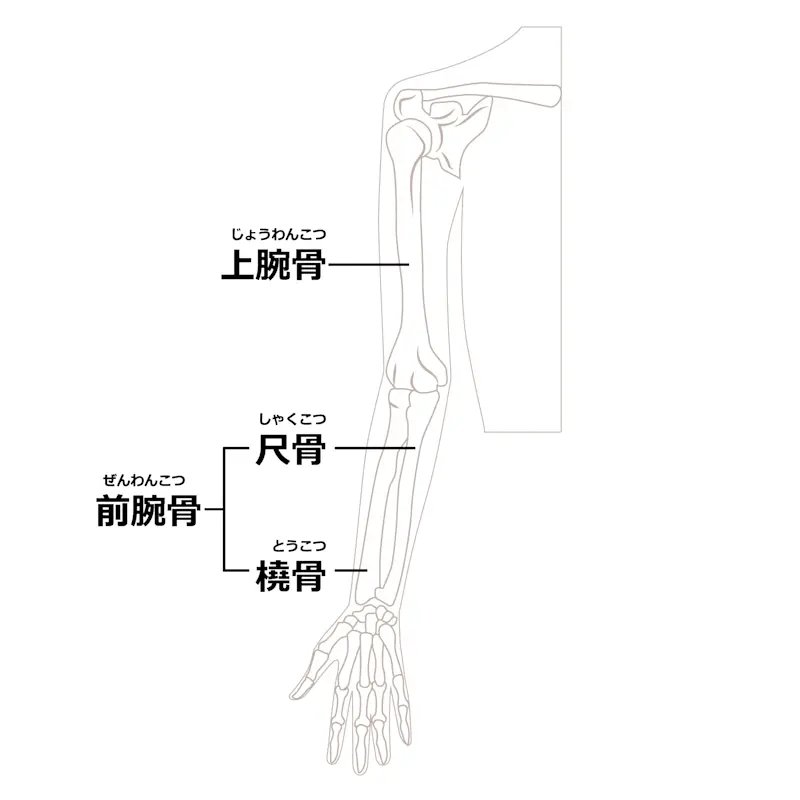 上腕骨イラスト 上腕骨イラスト