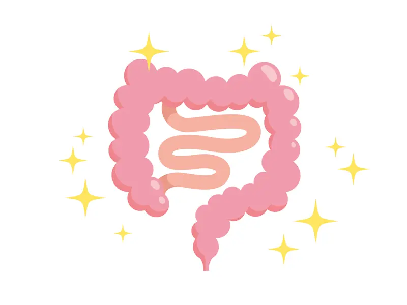 腸イラスト 腸イラスト