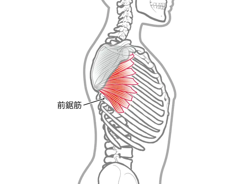 前鋸筋 イラスト