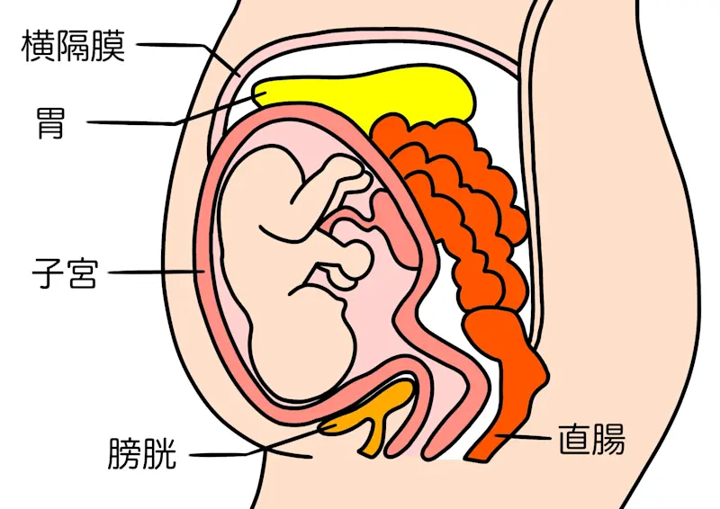 妊娠中　内臓