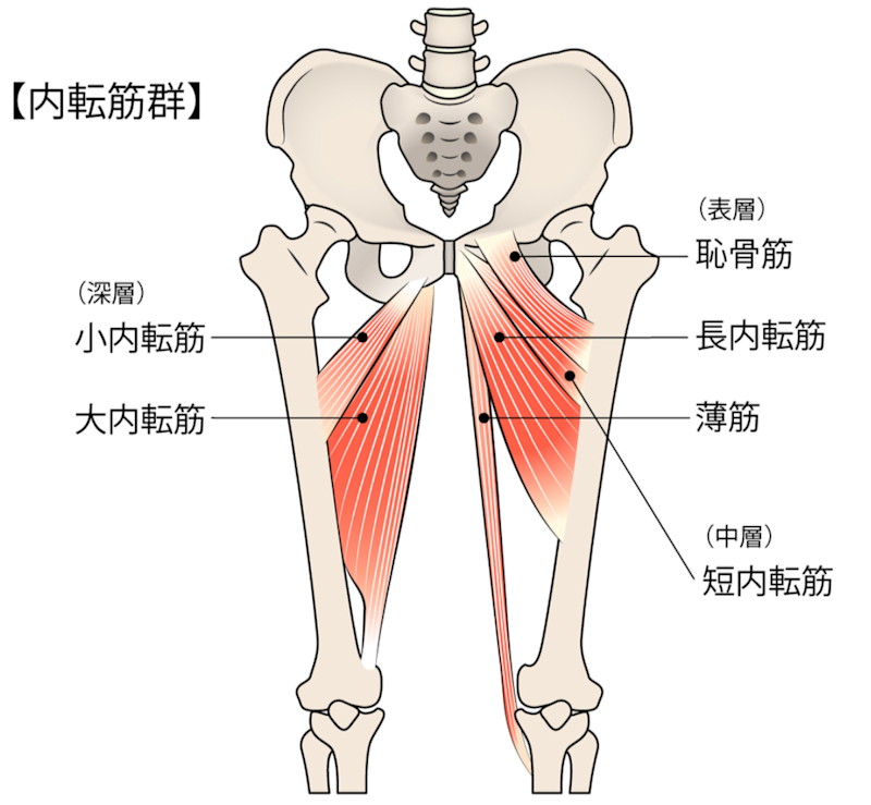 内転筋 内転筋