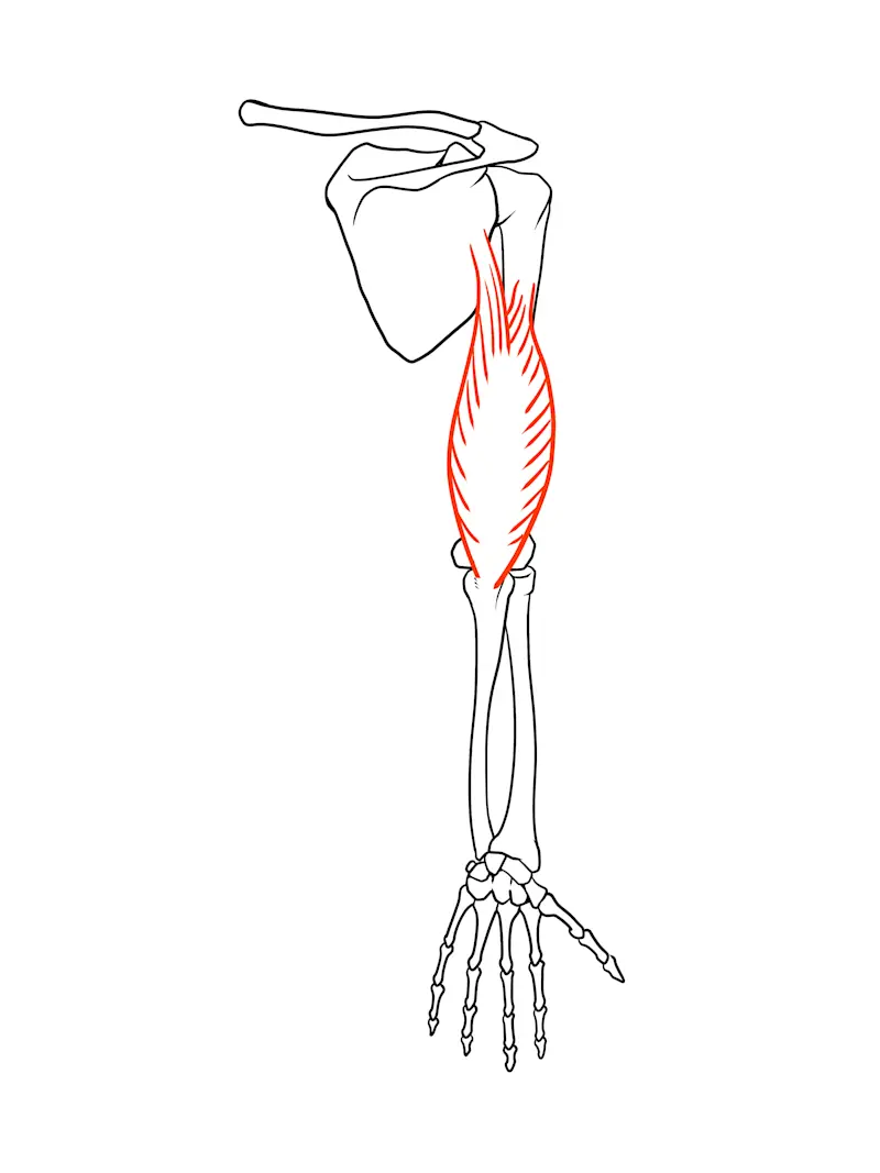 上腕三頭筋 イラ 上腕三頭筋 イラ