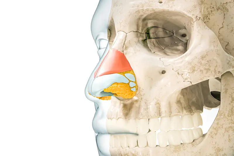 鼻 軟骨 鼻 軟骨