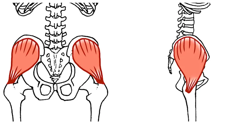 殿筋・股関節イラスト 殿筋・股関節イラスト