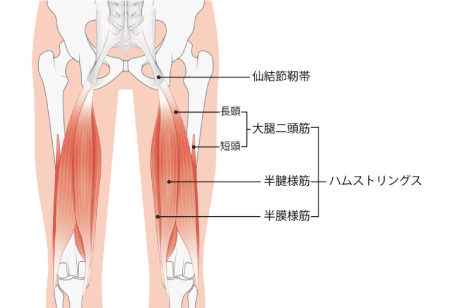 ハムストリングス-02