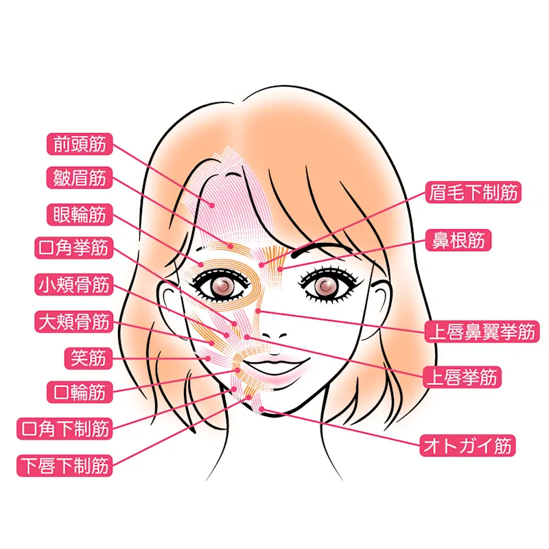 表情筋イラスト