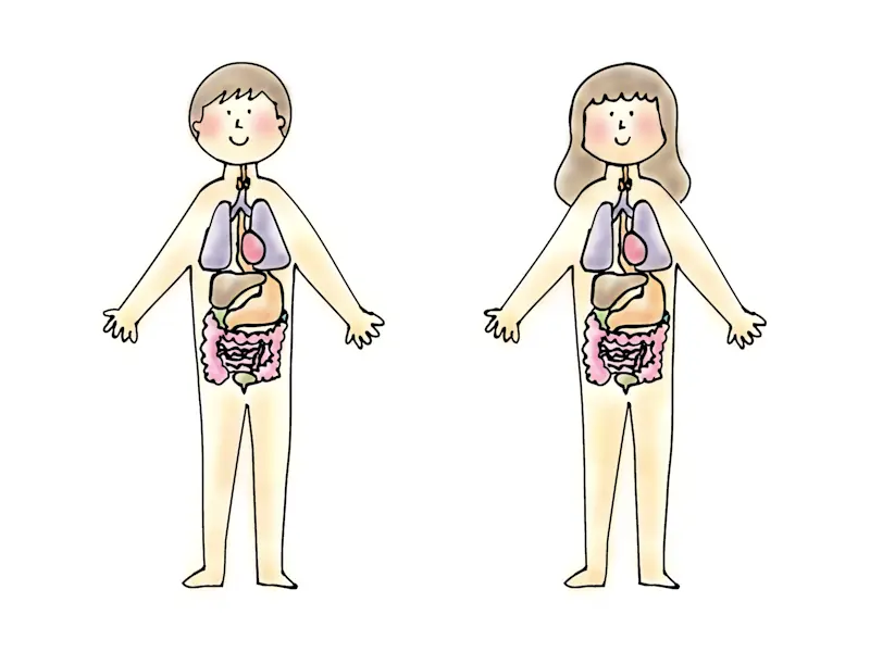 男女の腸 男女の腸