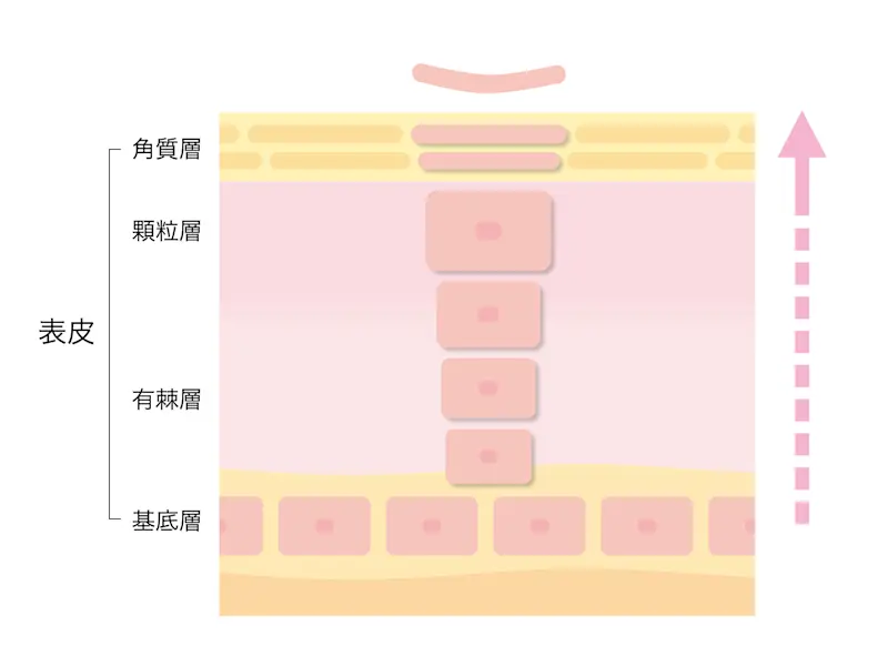 ターンオーバー ターンオーバー