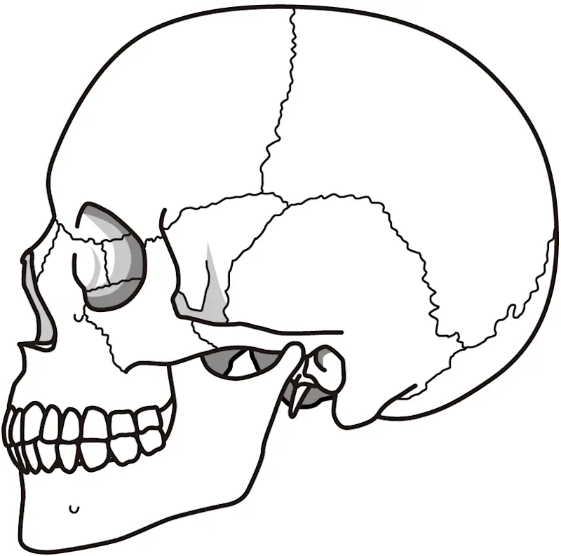 頭蓋骨2 頭蓋骨2