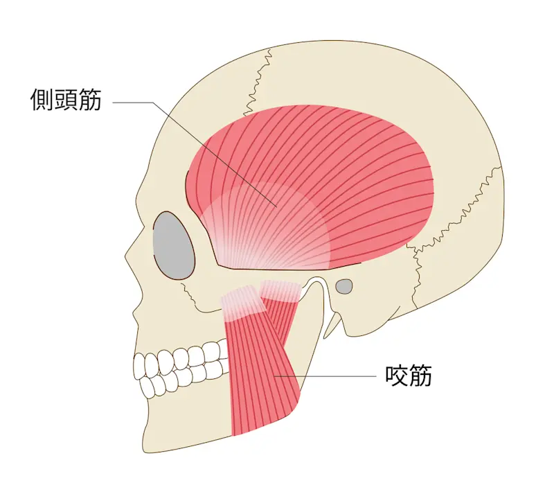咬筋 側頭筋 咬筋 側頭筋