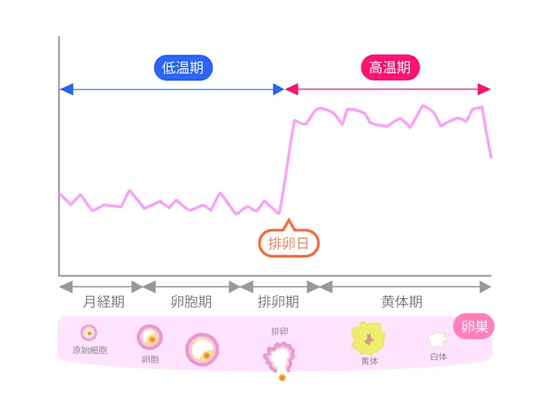 排卵日イラスト 排卵日イラスト