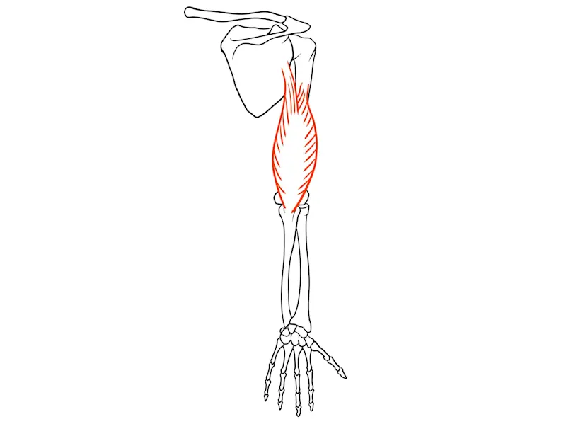 上腕三頭筋 イラスト２